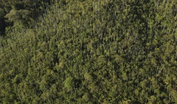 Palo Blanco